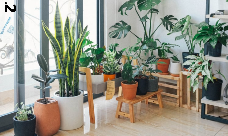 let greenery add a touch of  freshness in small apartment